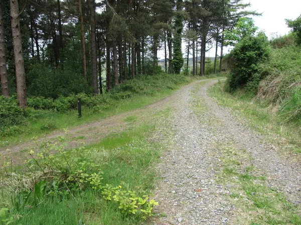 A gravel track forking through grass beside a line of tall pine trees.