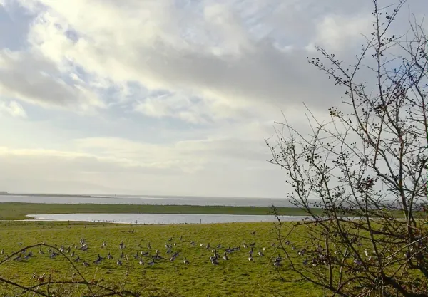 Ballygilgan – Sligos Gänsewiese