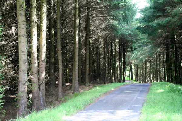 In Ballypatrick Forest - geograph.org.uk - 515697