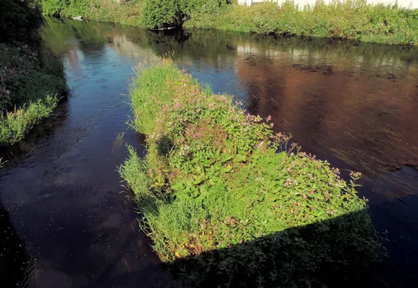 A dark, still river flowing around a long grassy shoal covered in pink-flowered plants.