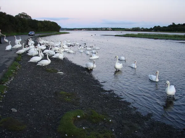 Broadmeadow Estuary – birdwatching a Swords