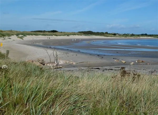 Marram grass in the foreground above a curving sandy beach with low dunes and shallow water under a blue sky.