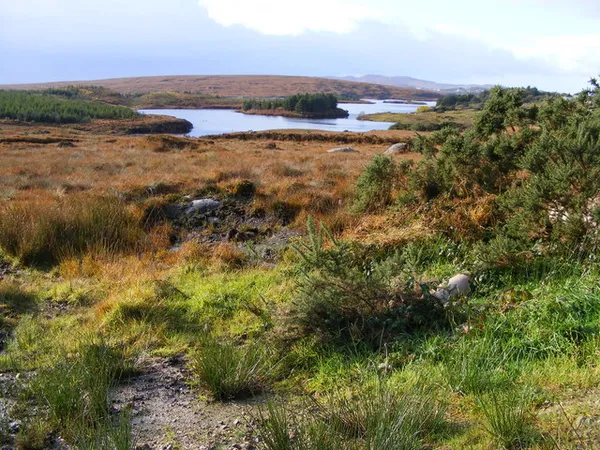 Pantano áspero con brezo y hierbas en primer plano y un pequeño lago con colinas bajas al fondo.