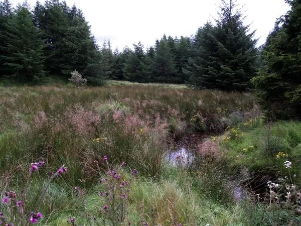 Davagh Forest – cieli bui e percorsi in mountain bike