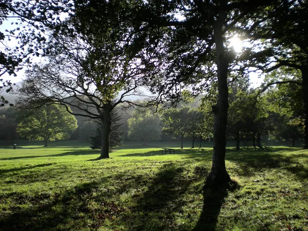Sonnenlicht bricht durch große Bäume und wirft lange Schatten über einen grasbewachsenen Park.
