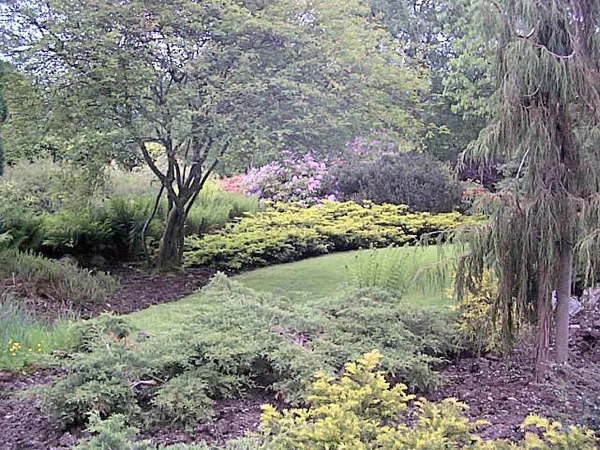 Un pequeño césped rodeado de arbustos, coníferas y arbustos con flores rosadas en un jardín plantado.