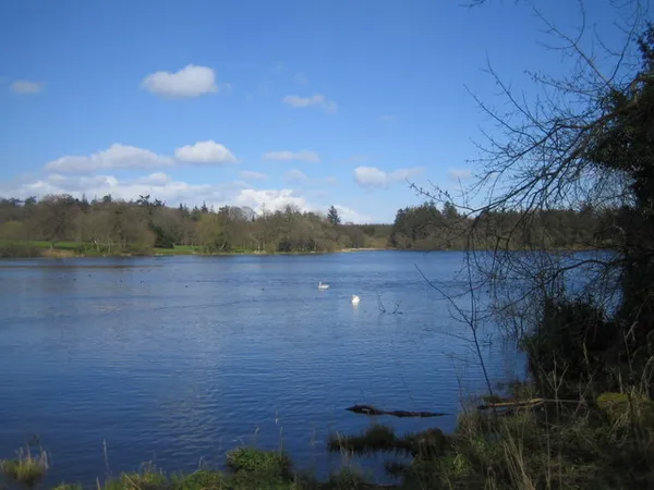 Un lac bleu et calme avec des cygnes, bordé de bois sous un ciel bleu avec de petits nuages.