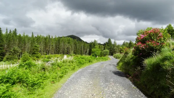 Letterkeen Wood – percorsi ad anello del Nephin Beg