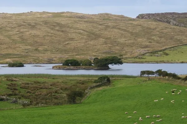 A small tree-covered island in a lake, with green fields, grazing sheep and a brown hillside around it.