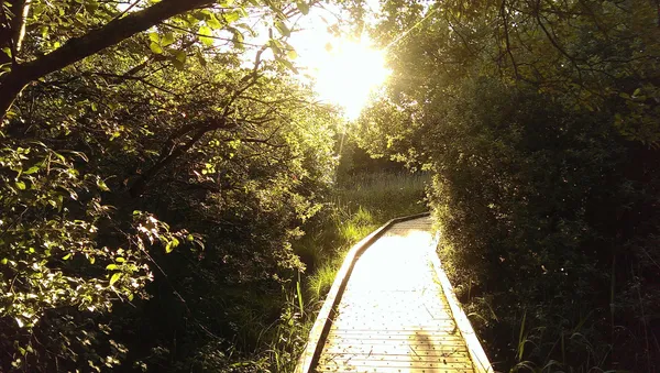 Una passerella di legno che conduce tra alberi frondosi verso una luce solare intensa.