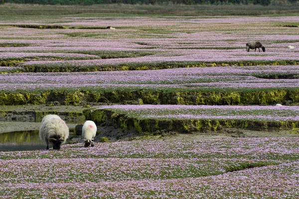 Rosmurrevagh Machair – una pianura sabbiosa restaurata