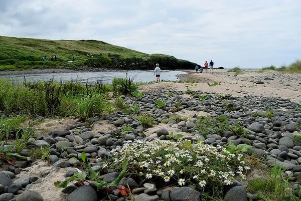Pebbles and white wildflowers in the foreground leading to a sandy beach with a few walkers by the water.