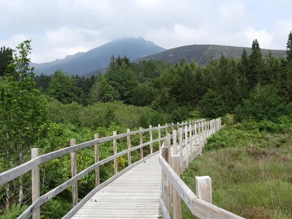 Wooden boardwalk winding through green trees and scrub towards mountains.